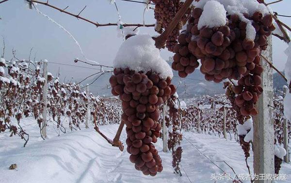 关于冰球你了解多少,关于冰酒的知识