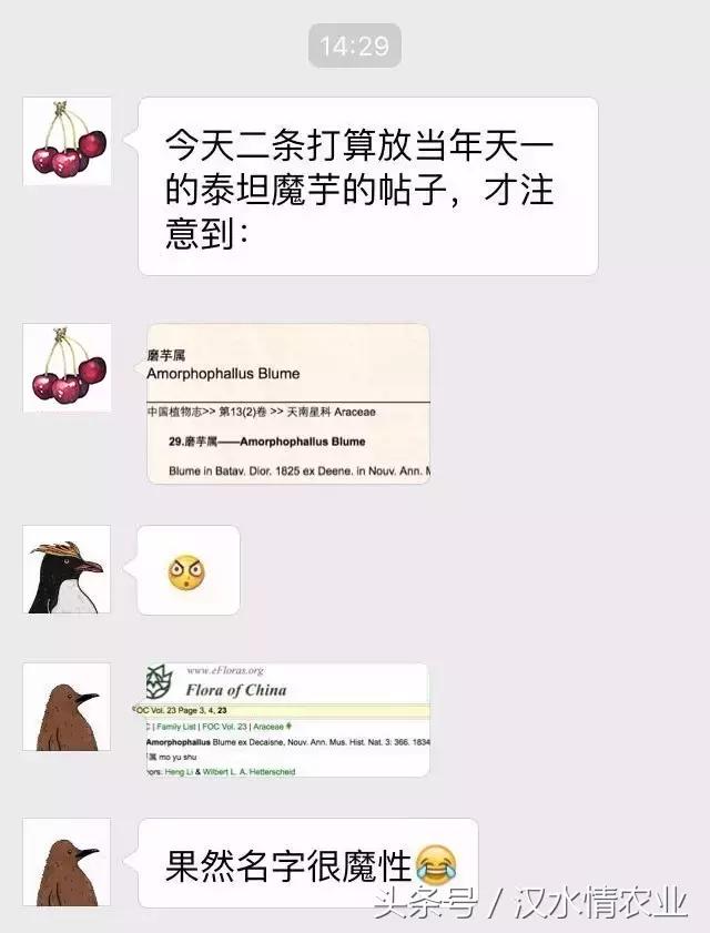 「富硒集市」到底是魔芋、磨芋、还是蘑芋？