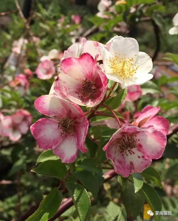 花开花落手机摄影,开到荼蘼花事了在线阅读