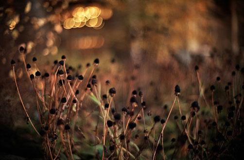 香港明星都不吃饭吗,哪些香港明星不在大陆拍戏