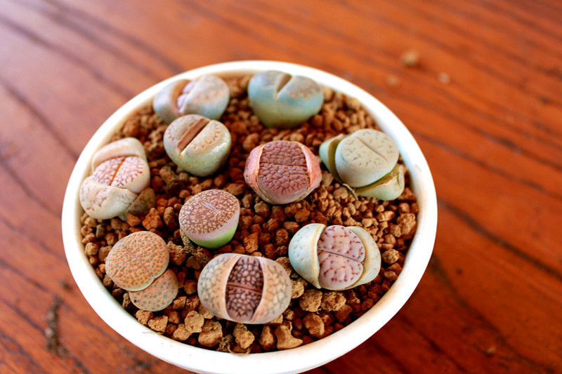 多肉除甲醛最有效的方法,多肉除甲醛最好的方法