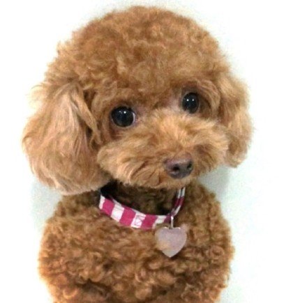 泰迪嘴超级臭怎么回事呀,我家泰迪嘴巴好臭怎么办