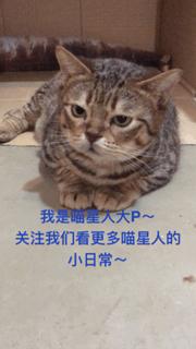 喵星人偷吃被主人发现这表情超赞,猫咪太胖铲屎官帮它减肥