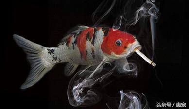 养着宠物还抽烟，你是拿它们的小命儿来燃烧！