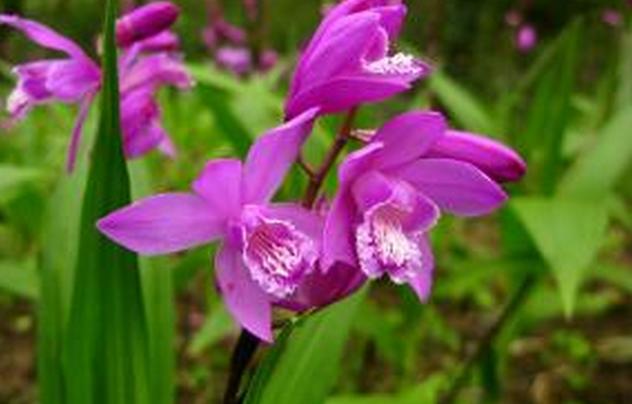 白芨种植前景和收益如何,现在种植白芨的前景和利润怎么样