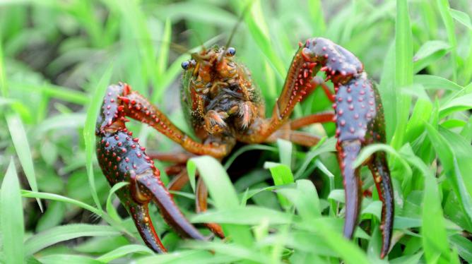 今年下半年养什么东西行情最好,钱景养殖方法