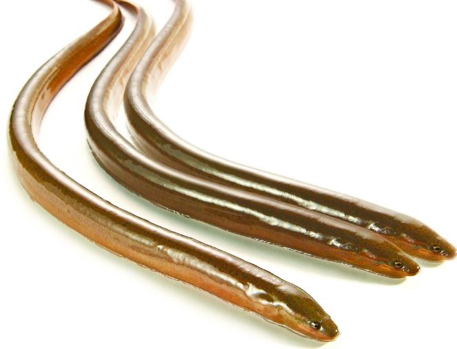 今年下半年养什么东西行情最好,钱景养殖方法