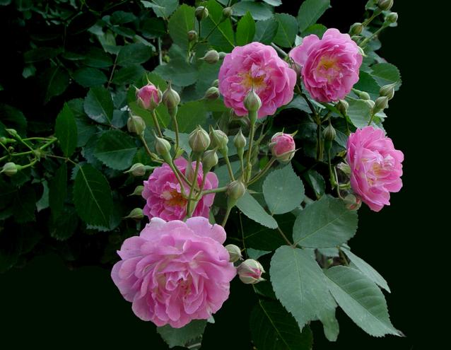 你是几月出生的就开什么花,猜猜你是什么样的花