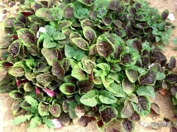 苋菜又叫什么菜长寿菜,灰菜和藜菜