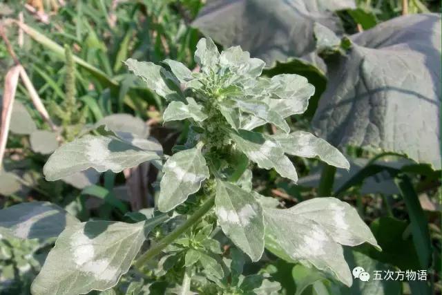 苋菜又叫什么菜长寿菜,灰菜和藜菜