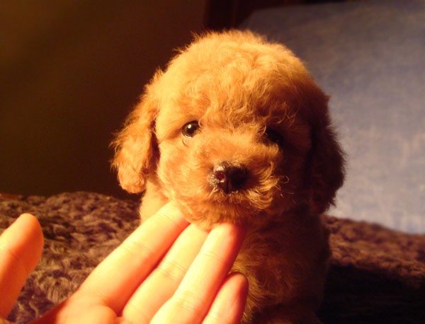 泰迪嘴超级臭怎么回事呀,我家泰迪嘴巴好臭怎么办