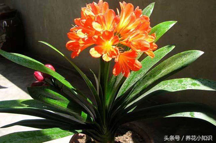 室内养的君子兰一般很难开花,养花小妙招君子兰怎么养