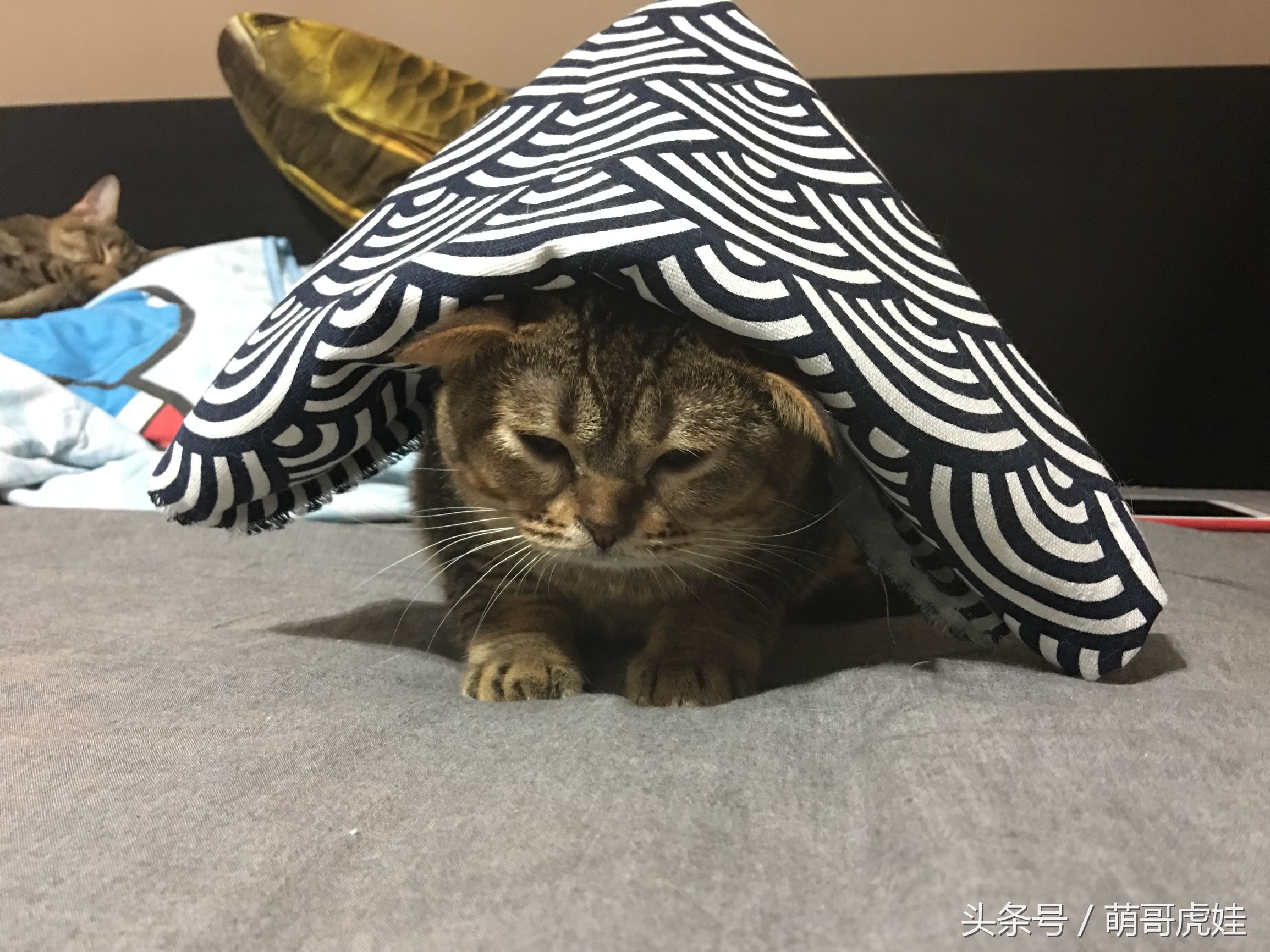 喵星人偷吃被主人发现这表情超赞,猫咪太胖铲屎官帮它减肥