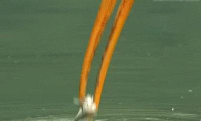 各种爆笑gif,搞笑gif趣图谁叫你不来陪我玩呢