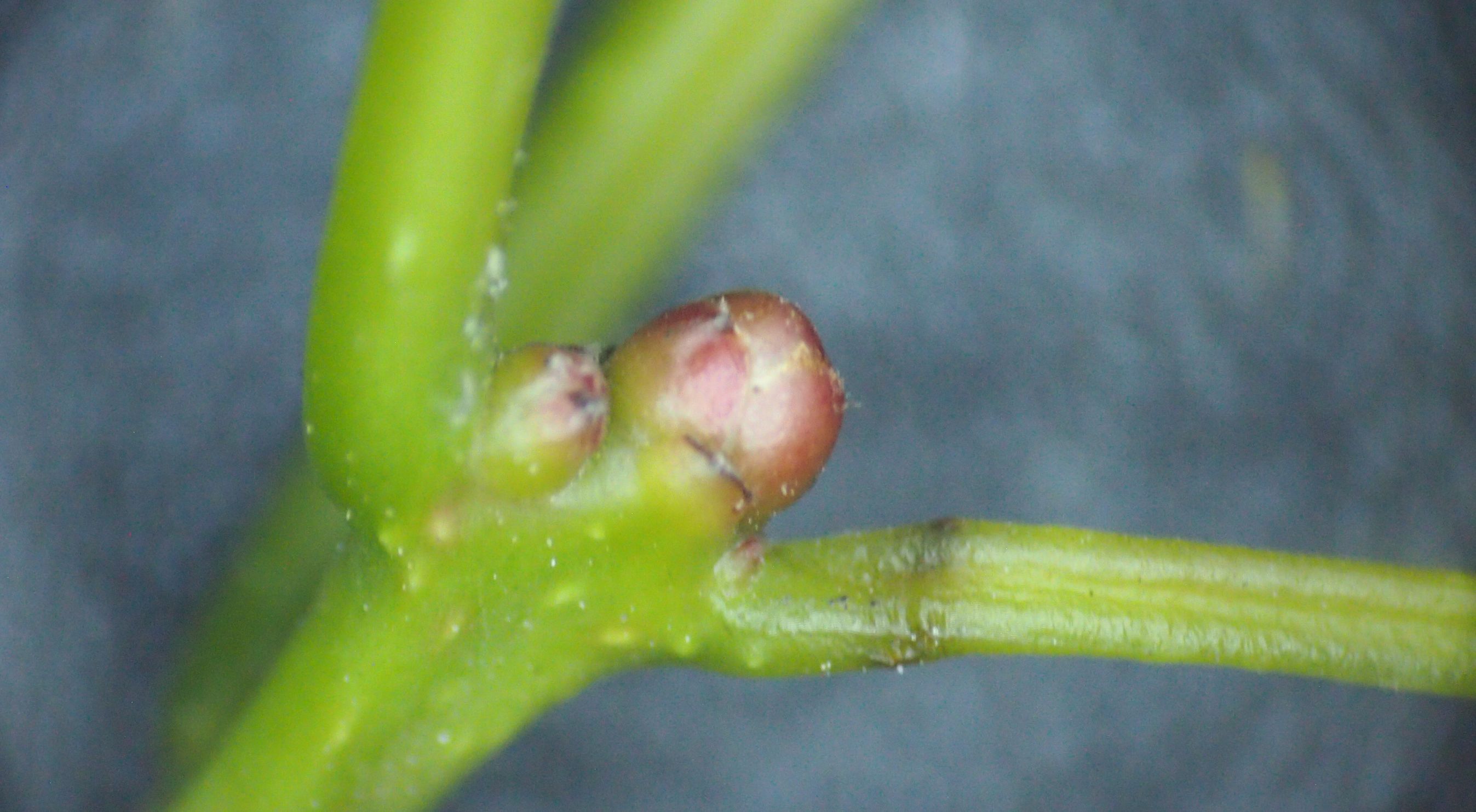 樟脑香气扑鼻,樟字名字意义