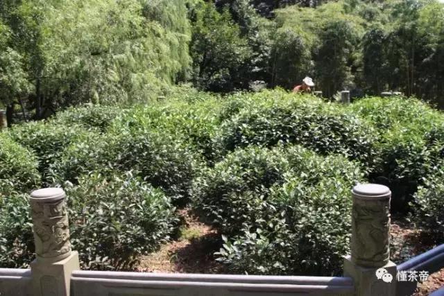 懂茶帝的真实身份,懂茶帝真实故事