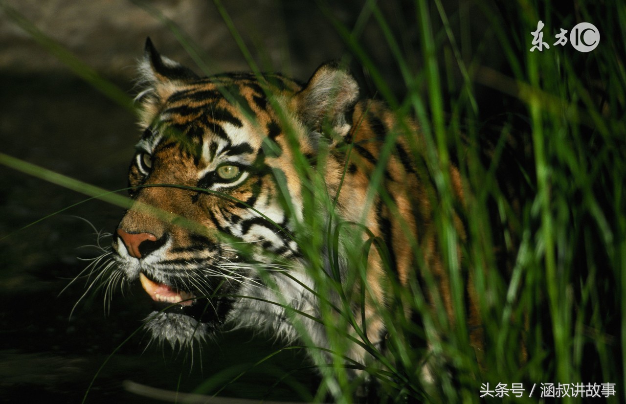 自封外号叫”一枪五百斤”的打猎英雄，这件事栽了跟头，当场丢人现眼