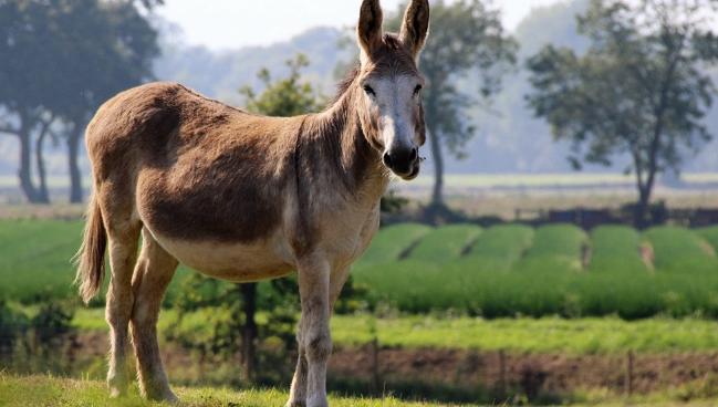 今年下半年养什么东西行情最好,钱景养殖方法