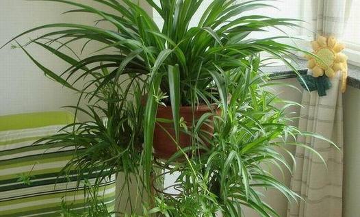 甲醛危害大要如何高效除甲醛呢,甲醛的克星11种方法去除甲醛