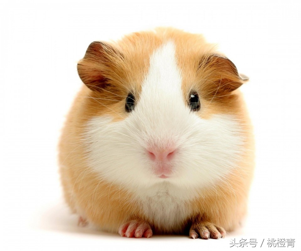 仓鼠的喂养方法及注意事项,仓鼠怎么喂养注意些什么