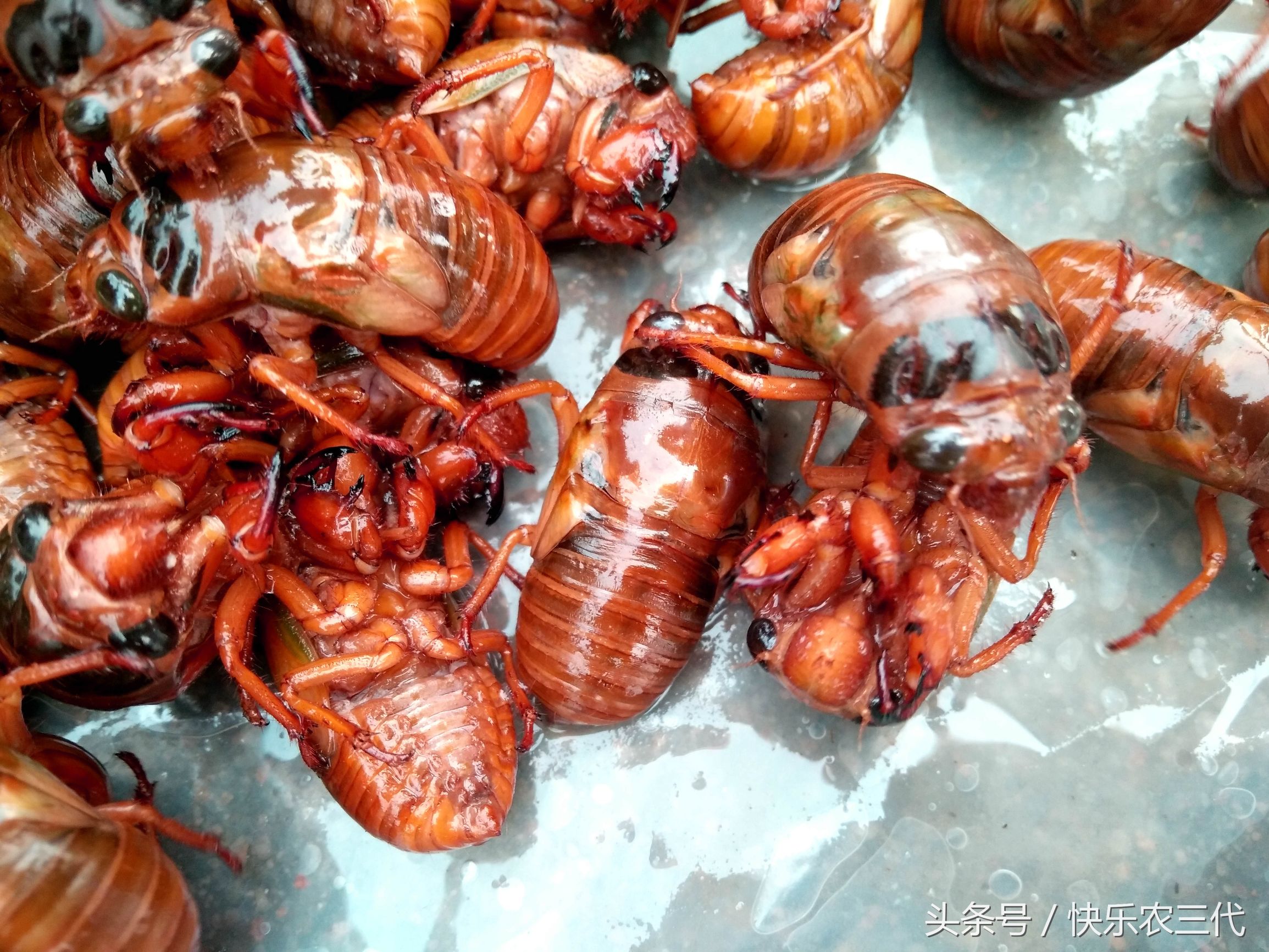 夏季农村集市上火爆的小生意，果农靠它日入千元