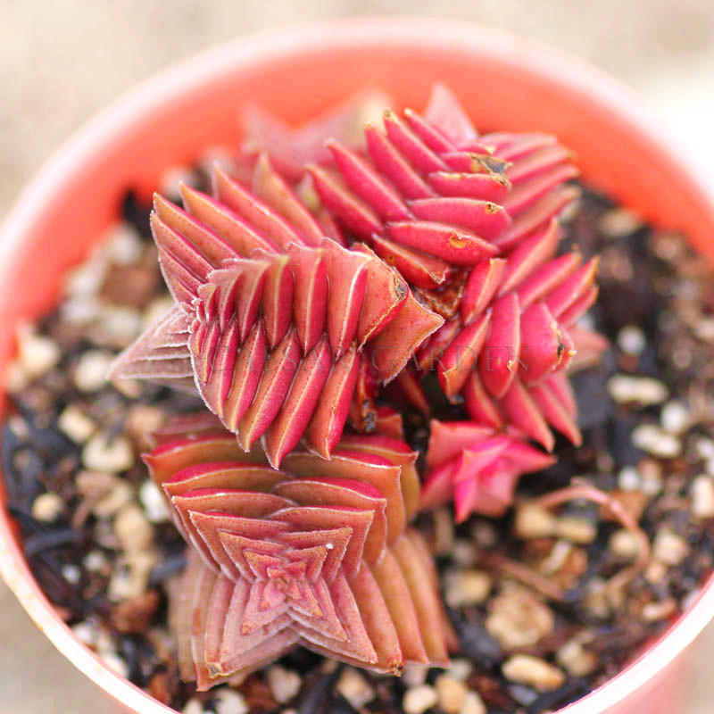 多肉除甲醛最有效的方法,多肉除甲醛最好的方法