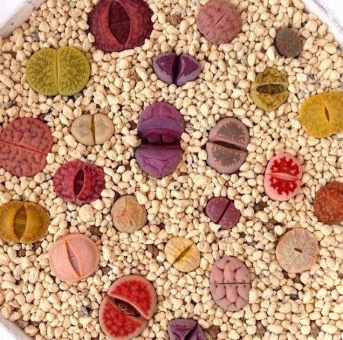 多肉除甲醛最有效的方法,多肉除甲醛最好的方法