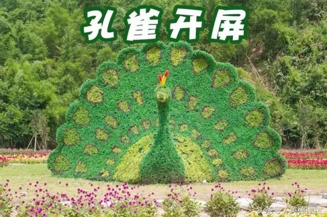 刘家旺普罗旺斯薰衣草花海,法国普罗旺斯薰衣草花海唯美视频