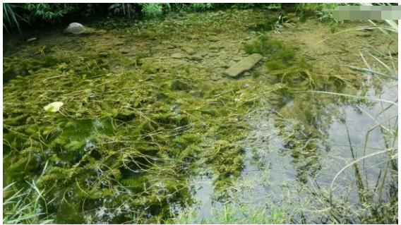 中华草龟与台湾草龟,中华草龟跟草龟有什么区别图