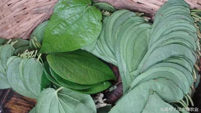 「富硒集市」到底是魔芋、磨芋、还是蘑芋？