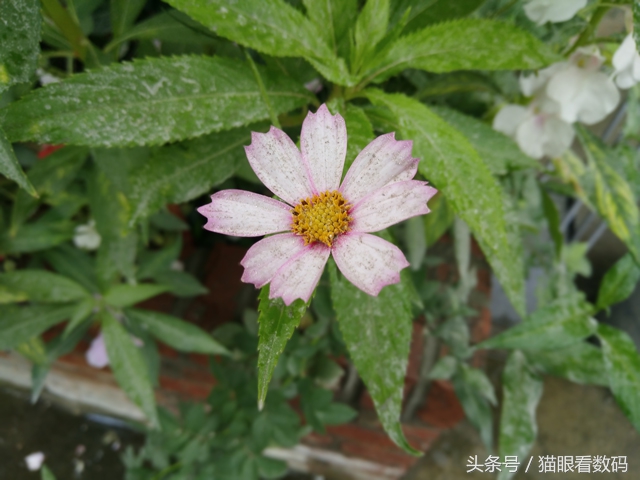 nubiaz17mini双卡功能,nubiaz17minis和z17mini