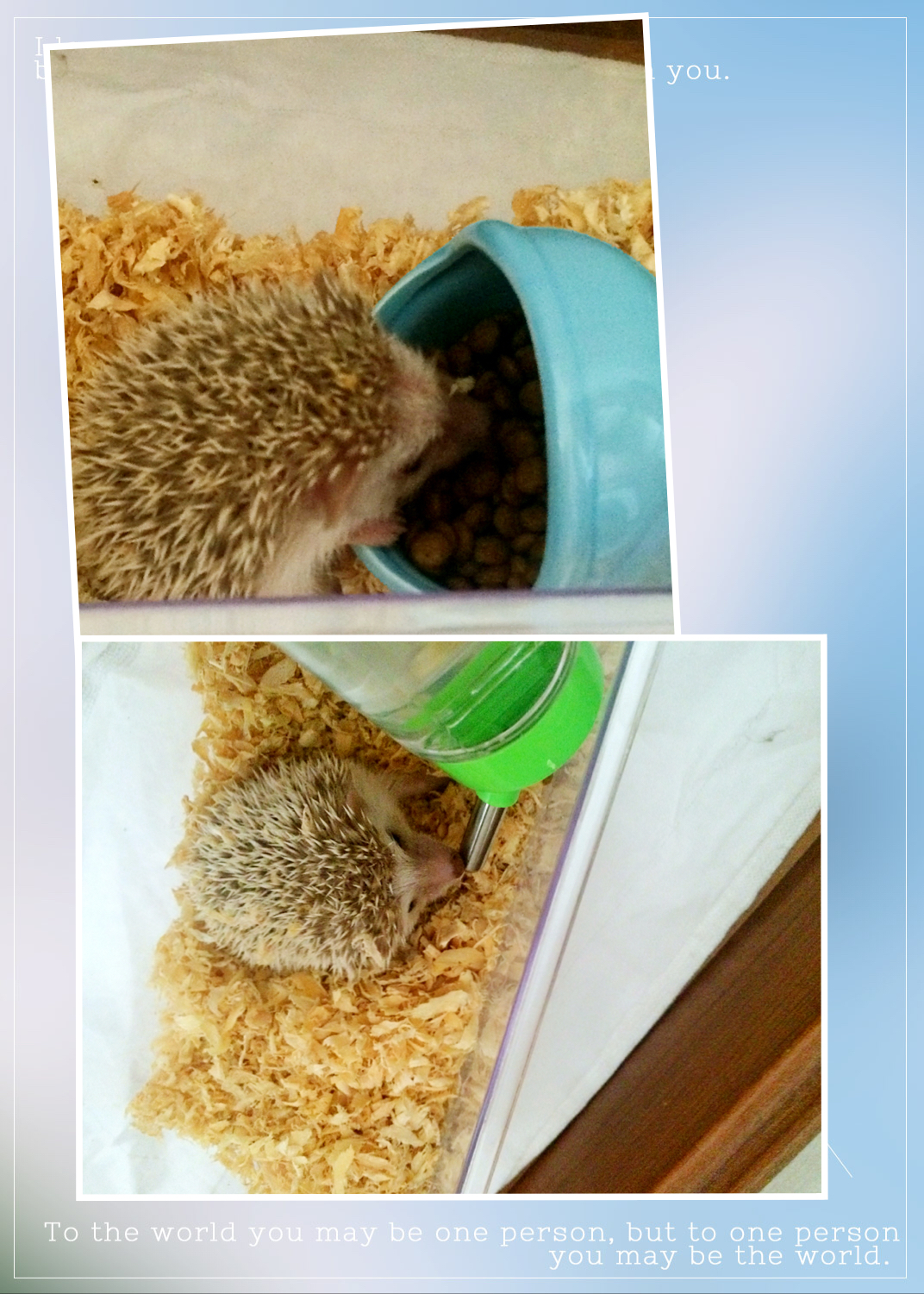 还可以养这样的宠物！初识非洲迷你刺猬