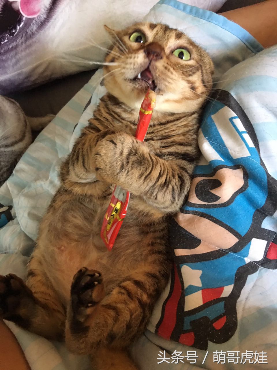 喵星人偷吃被主人发现这表情超赞,猫咪太胖铲屎官帮它减肥