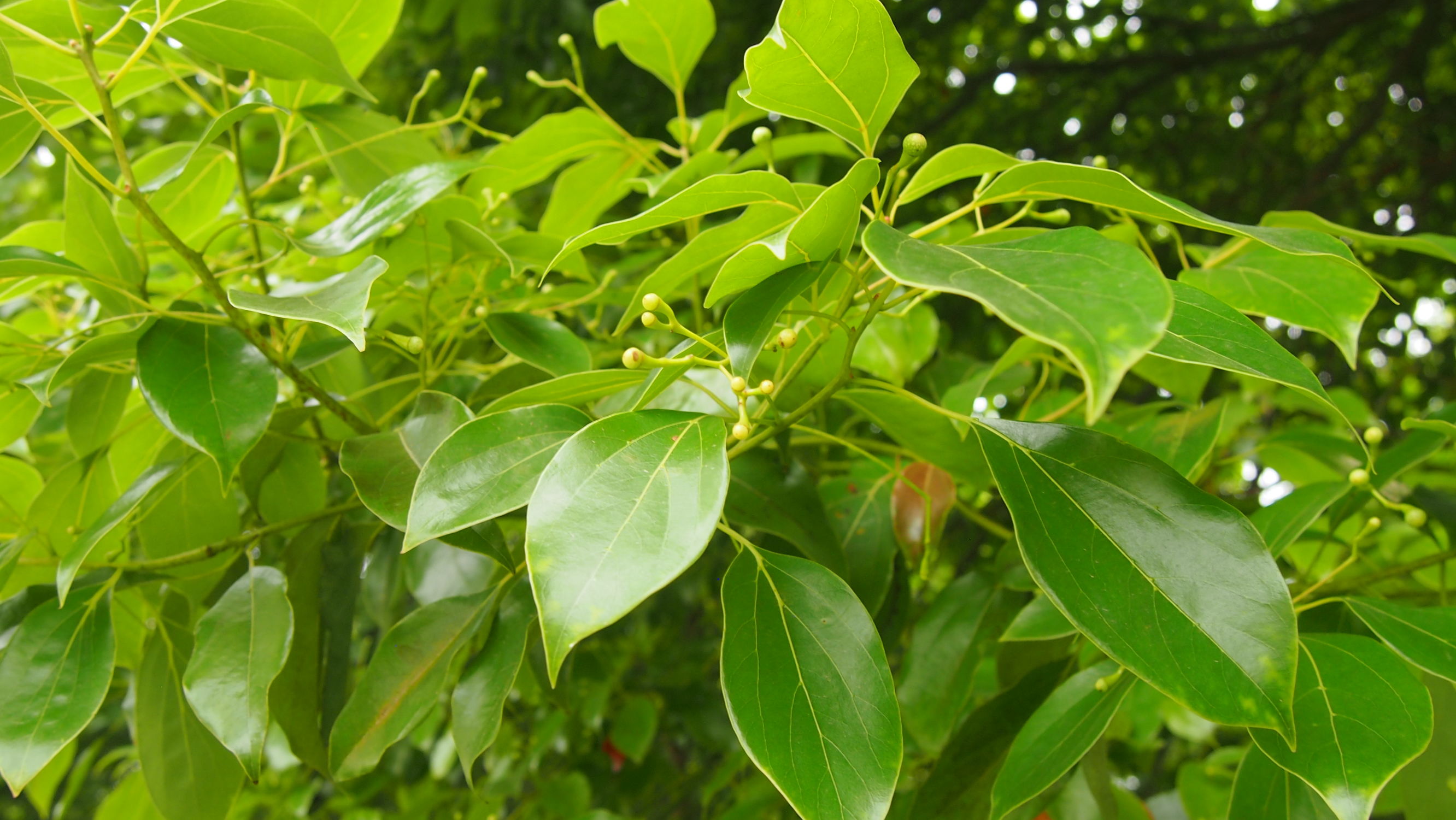 樟脑香气扑鼻,樟字名字意义