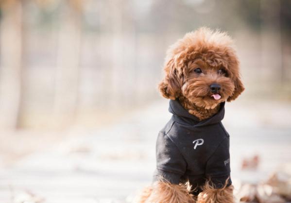 十大最可爱的宠物狗排行榜,十大最受欢迎宠物狗排行榜