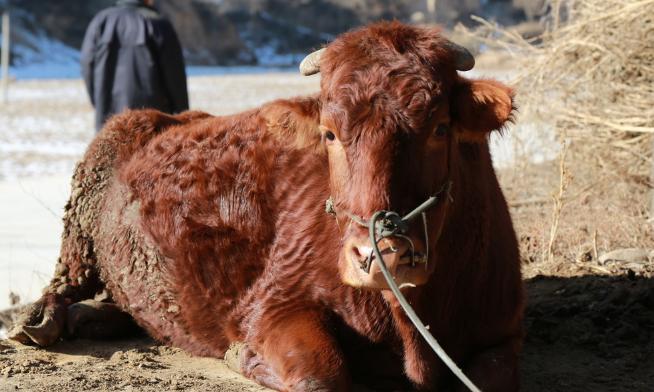 今年下半年养什么东西行情最好,钱景养殖方法