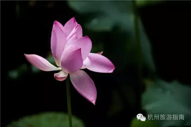 OMG！睡莲居然不是莲，今天才知道！