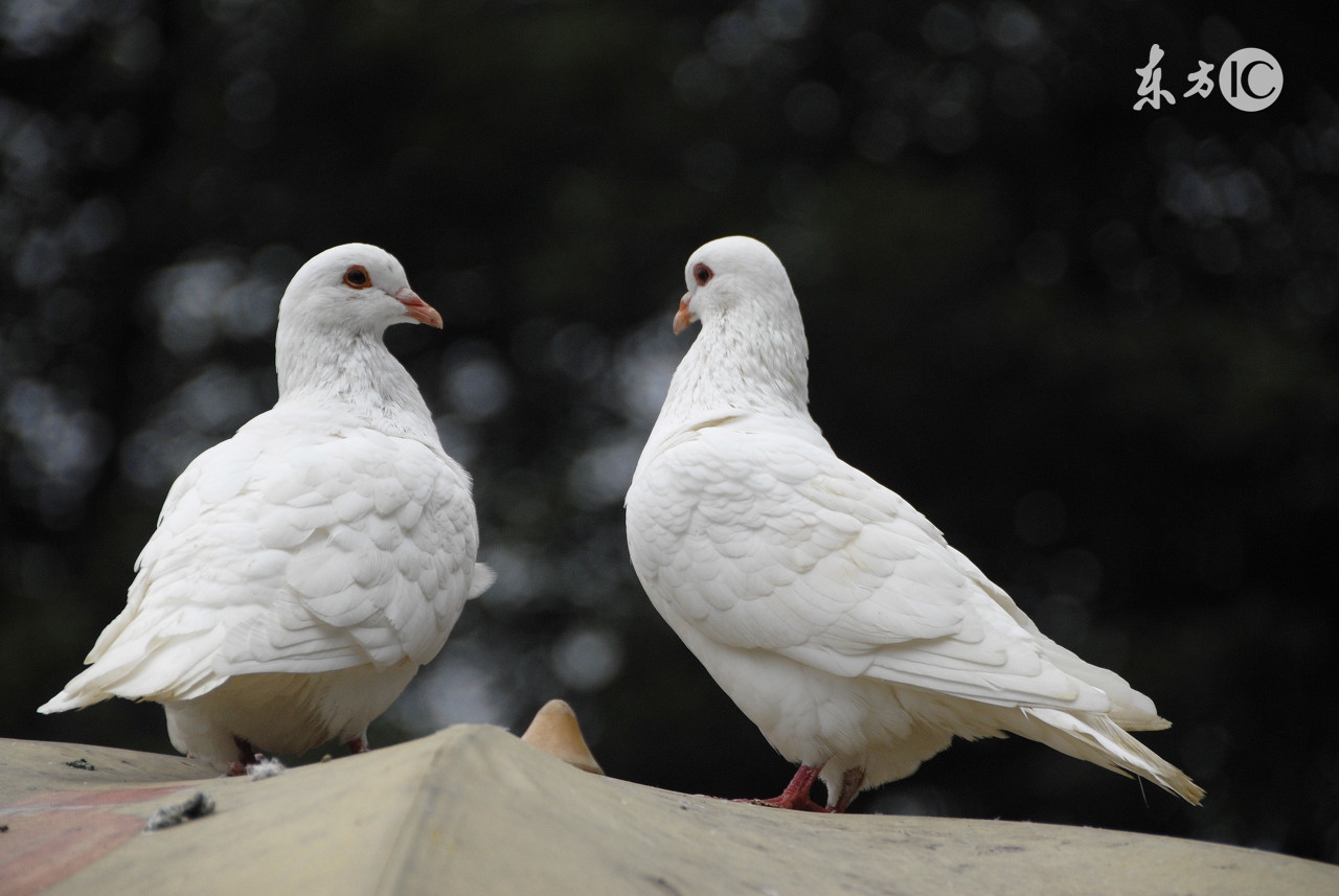 鸽子养殖棚撒生石灰伤害鸽子吗,养殖鸽子是卖鸽子好还是鸽子蛋好