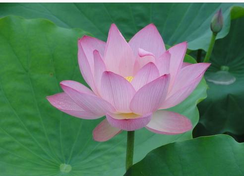 你是几月出生的就开什么花,猜猜你是什么样的花