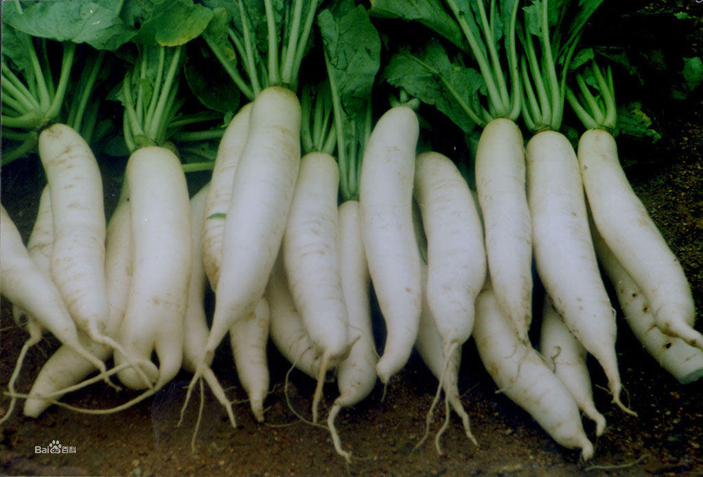 服中药时忌讳什么食物,服中药期间三种食物要忍住