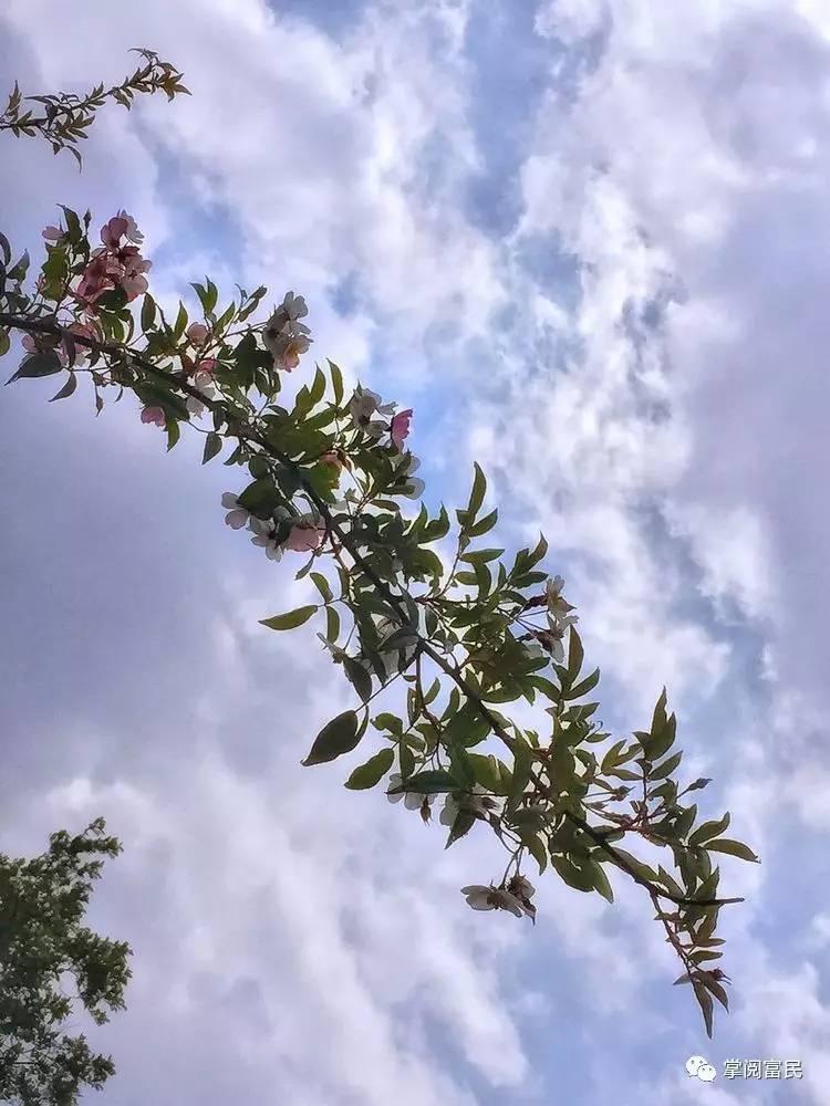 花开花落手机摄影,开到荼蘼花事了在线阅读