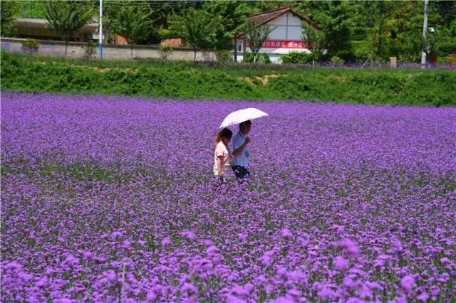 推荐秦岭避暑好去处,秦岭中的避暑胜地