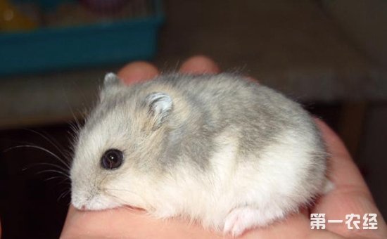 豚鼠和仓鼠有什么不同,豚鼠跟仓鼠有什么区别