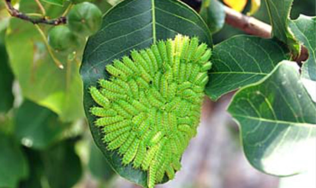 有毒毛虫蜇人怎么解毒,毒虫蛰了痛疼难忍怎么办