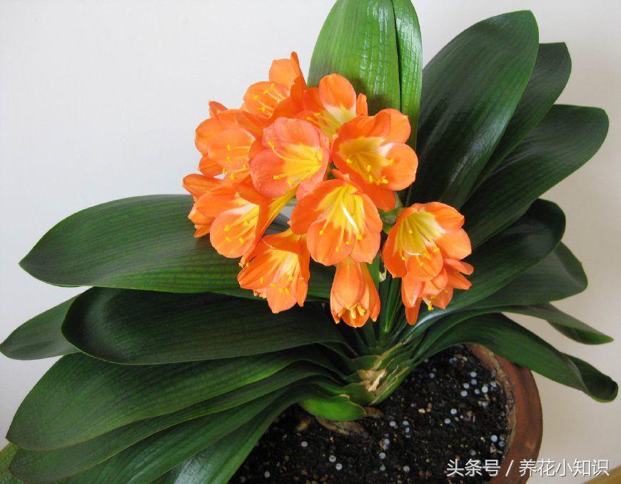 室内养的君子兰一般很难开花,养花小妙招君子兰怎么养