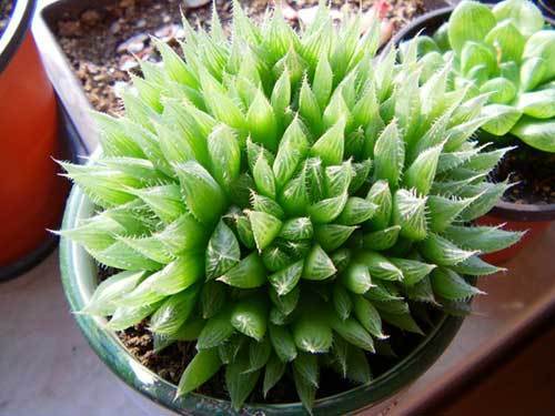 多肉除甲醛最有效的方法,多肉除甲醛最好的方法