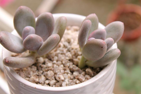 多肉除甲醛最有效的方法,多肉除甲醛最好的方法