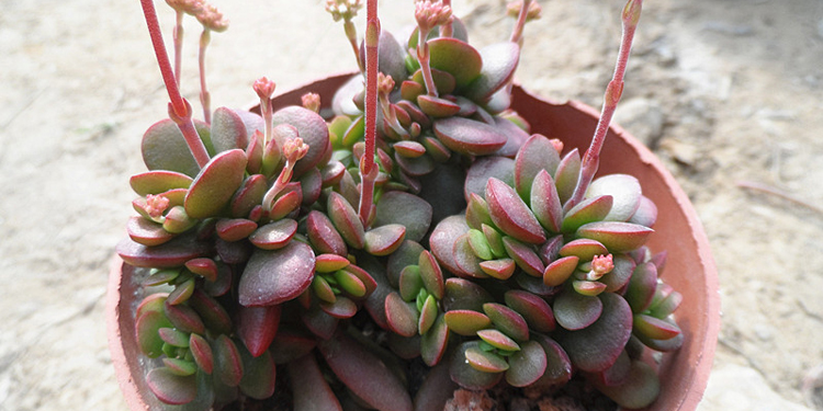 多肉除甲醛最有效的方法,多肉除甲醛最好的方法