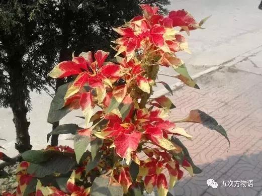 苋菜又叫什么菜长寿菜,灰菜和藜菜