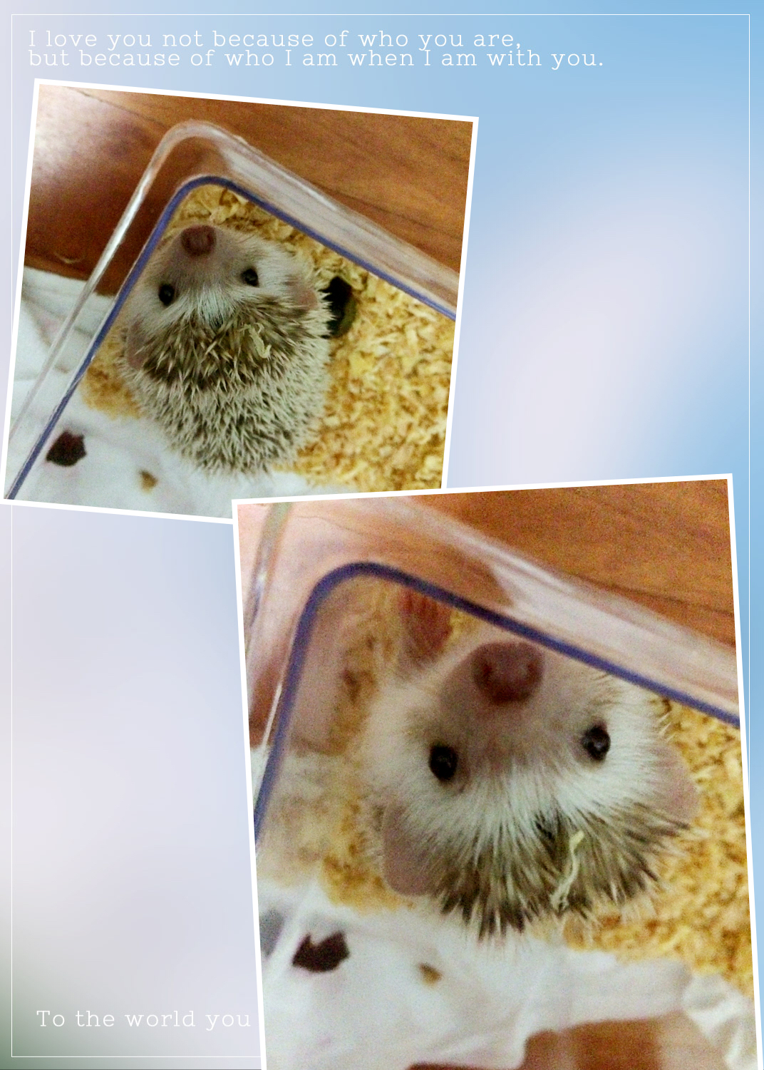 还可以养这样的宠物！初识非洲迷你刺猬